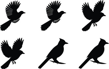 Obraz premium Blue Jay Silhouette Flying Standing Vector Illustration