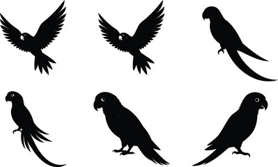 Obraz premium Conure Silhouette Flying Angled Wings Vector Illustration