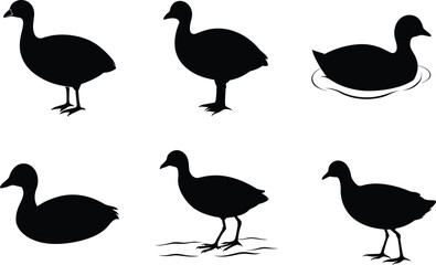 Coot Silhouette Standing Head Turned Vector Illustration