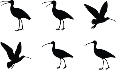 Obraz premium Curlew Silhouette Calling Open Beak Vector Illustration