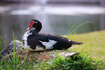 Muscovy Duck Resting by the Pond