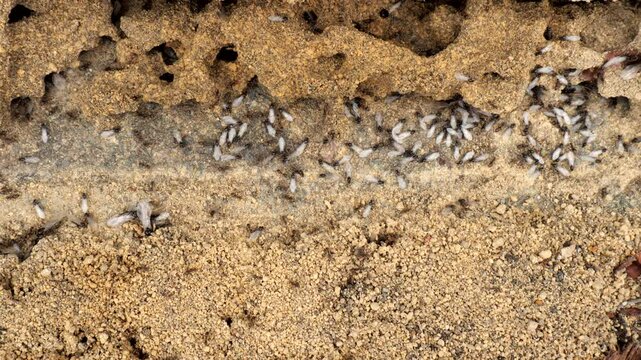 Common black garden ants (Lasius Niger) preparing for their seasonal nuptial flight. Winged female queens and males gather at the sandy nest entrances, ready for take off.