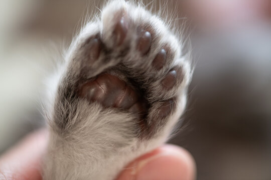 Close up of a polydactyl kitten paw featuring extra toes, gently resting on a finger, showcasing its adorable and fluffy charm