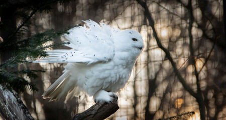Portrait of a snowy owl is sitting and preening it"s feathers, photographed at sunset, golden hour in Ostrava zoo, with blurred dark backgroound. Version 13.