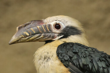 Visayan hornbill male  © Klimczak-Krajewska