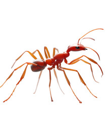 ant isolated on white background