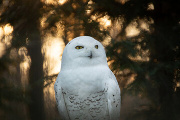 Portrait of a snowy owl is sitting in on a branch, photographed at sunset, golden hour in Ostrava...