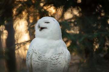 Portrait of a snowy owl is sitting in on a branch, photographed at sunset, golden hour in Ostrava...