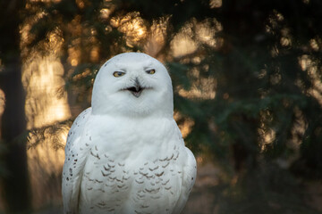 Portrait of a snowy owl is sitting in on a branch, photographed at sunset, golden hour in Ostrava...
