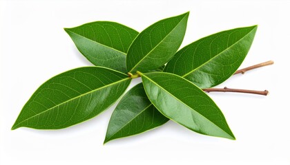 Naklejka premium Green Leaves Branch Closeup on White Background