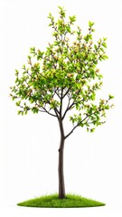 Fototapeta premium Small Green Tree on White Background