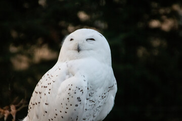 Portrait of a snowy owl is sitting in on a branch, photographed at sunset, golden hour in Ostrava...