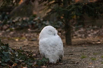 Portrait of a snowy owl is sitting in on a branch, photographed at sunset, golden hour in Ostrava...