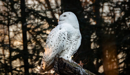 Portrait of a snowy owl is sitting in on a branch, photographed at sunset, golden hour in Ostrava zoo, with blurred dark backgroound. Version 1.