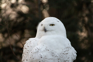 Portrait of a snowy owl is sitting in on a branch, photographed at sunset, golden hour in Ostrava...