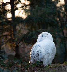 Portrait of a snowy owl is sitting in on a branch, photographed at sunset, golden hour in Ostrava zoo, with blurred dark backgroound. Version 6.