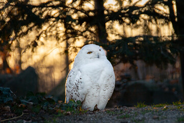 Portrait of a snowy owl is sitting in on a branch, photographed at sunset, golden hour in Ostrava...