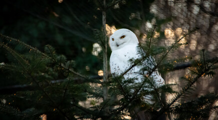 Portrait of a snowy owl is sitting in on a branch, photographed at sunset, golden hour in Ostrava...