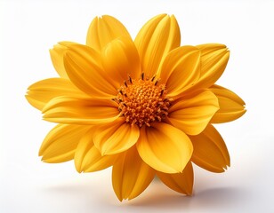 Obraz premium yellow flower isolated on white background cutout