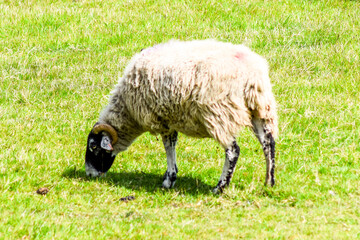 Obraz premium Sheep In A Field