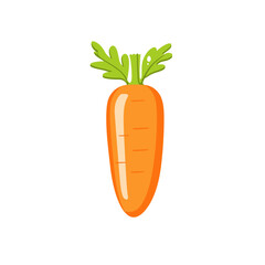 Realistic carrot illustration on white background