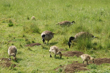 canadian geese, meadow, gooslings, haverhill, suffolk, june 2025, summer, wild birds, wildlife
