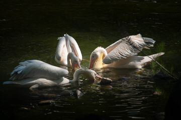 Nice pelican bird in zoo at summer day