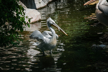 Nice pelican bird in zoo at summer day