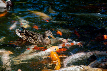 Nice lake view with koi fish and wild duck at sunny day