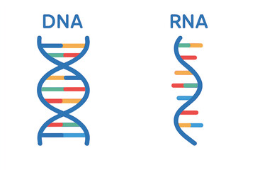 Distinctions between dna and rna are represented by a scientific icon featuring a spiral of DNA and RNA