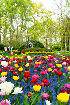 Multi-colored flowers of Keukenhof garden in Netherlands.