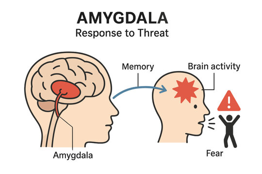 A medical illustration of the amygdala is labeled and diagrammed to show its response to threats
