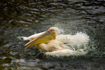 Nice pelican bird in zoo at summer day