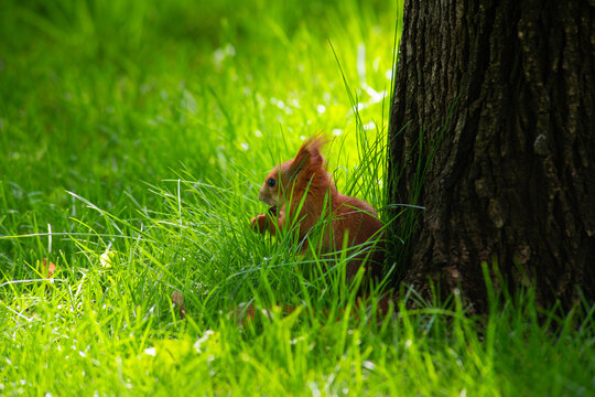 Little squirrel on green grass in park at sunny day