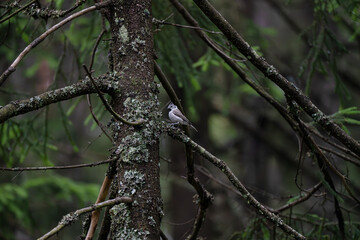 Crested tit perched on a tree branch in a coniferous forest in the morning after the rain, summer in Norway, Oslo © 4781