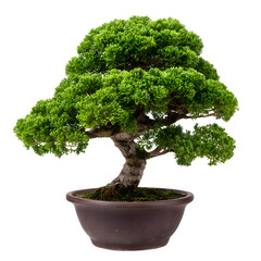 A meticulously shaped green bonsai tree in a brown pot isolated on transparent background