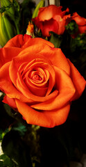 ORANGE ROSE