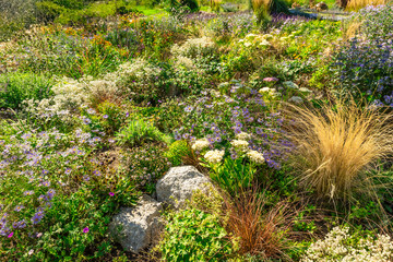 Backyard with fantastic landscaping, patio, drought resistant plants