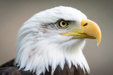 Obraz premium Portrait of an American Bald Eagle 