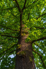 Low angle view of tall oak tree with vibrant green leaves on summer day. Ideal for themes like...