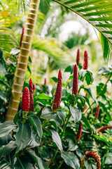 Obraz premium Colorful tropical plants with vibrant red flowers in a lush garden setting during daylight
