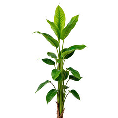 Obraz premium Lush Green Indoor Plant with Vibrant Leaves Perfect for Home or Office Decoration and Natural Aesthetics