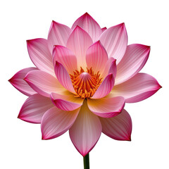 Vibrant Pink Lotus Flower with Delicate Petals and Striking Yellow Center Perfect for Nature-themed Projects