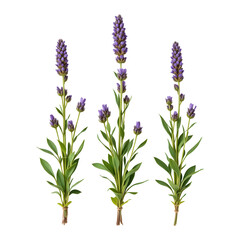 Fototapeta premium Beautiful Lavender Flowers with Vibrant Purple Blooms and Lush Green Leaves for Nature Illustrations