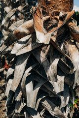 Textured bark of a palm tree reveals details of a tropical landscape in bright sunlight