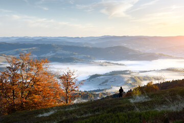 Amazing morning with fog flowing over freeze meadows in autumn mountains. Orange trees and lonely...