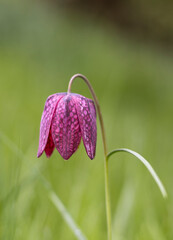 Rote Schachbrettblume (Fritillaria meleagris)