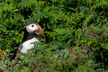 Puffin looking above the bracken fern