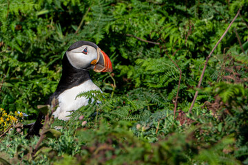 Puffin looking above the bracken fern displaying nictitating membrane also known as third eyelid