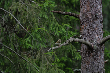 Tree pipit perched on a tree branch in a coniferous forest in the morning after the rain, summer in Norway, Oslo, Anthus trivialis